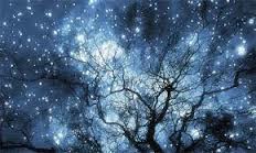 stars and bare branches